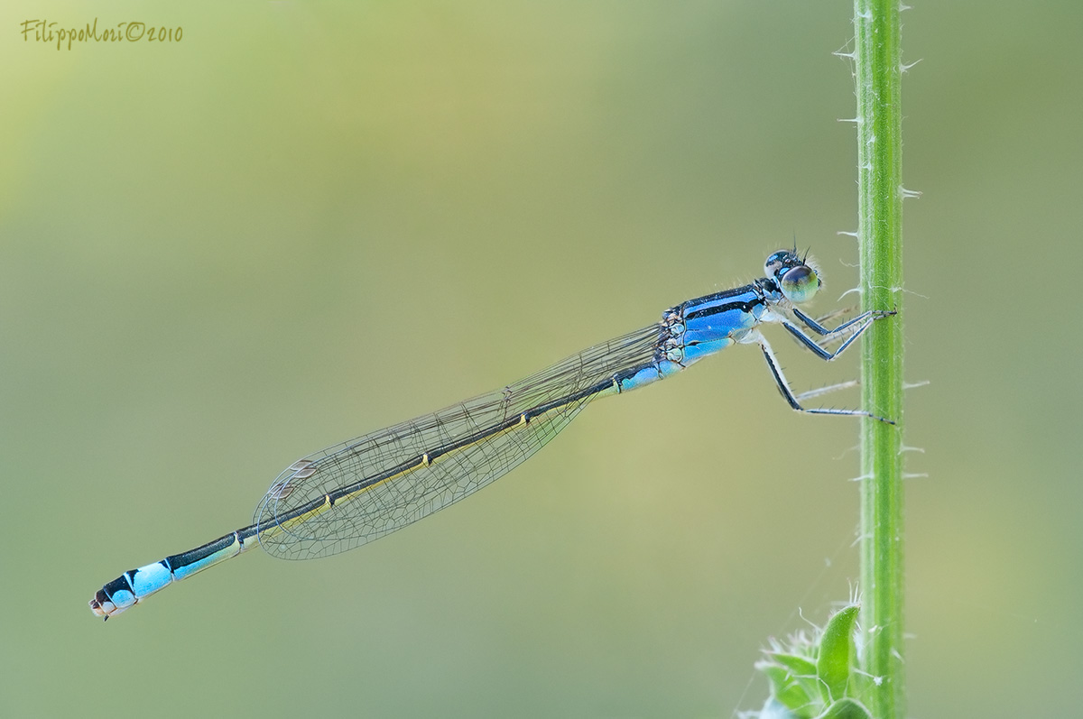 Ischnura? - Ischnura elegans